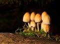 Group of Coprinellus micaceus mushroom