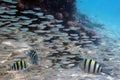 Group coral fish in blue water