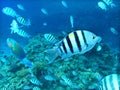 Group of coral fish in blue water.Red sea.