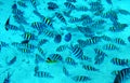 Group of coral fish in blue water.Red sea.