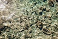 Group of coral fish in the Red Sea. Brown surgeonfish. Egypt