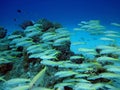 Group of coral fish in Red sea.Egypt.