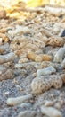 a group of coral rocks lying on the beach Royalty Free Stock Photo