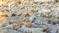 a group of coral rocks lying on the beach Royalty Free Stock Photo