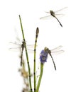 Group of Cordulegaster bidentata landed on a plant, isolated