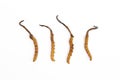Group of cordyceps sinensis Royalty Free Stock Photo