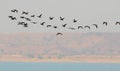 Group of cormorant bird flying over the river