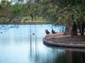 Group of cormorant birds standing on the shore of a lake in a park