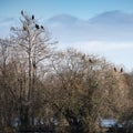 Group of cormorant shag birds roosting in Winter tree