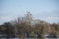 Group of cormorant shag birds roosting in Winter tree