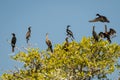 Group of cormorant on the tree near Puerto Escondido, Mexico Royalty Free Stock Photo