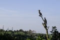 Group of cormorants drying their plumbs on a dead tree