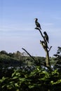 Group of cormorants drying their plumbs on a dead tree