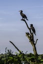 Group of cormorants drying their plumbs on a dead tree Royalty Free Stock Photo