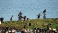 Group cormorants, Phalacrocorax carbo, on a grass island in the Rantum basin, Sylt, Germany