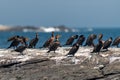 Group of cormorants resting Royalty Free Stock Photo