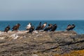 Group of cormorants resting Royalty Free Stock Photo