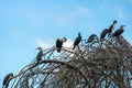 A group of cormorants are sitting in dead trees Royalty Free Stock Photo