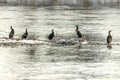 Group cormorants watch