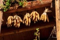 Corn cobs hanging from the roof - Canale di Tenno Trentino Italy Royalty Free Stock Photo