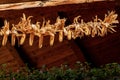 Corn cobs hanging from the roof - Canale di Tenno Trentino Italy Royalty Free Stock Photo