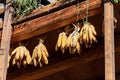 Corn cobs hanging from the roof - Canale di Tenno Trentino Italy Royalty Free Stock Photo