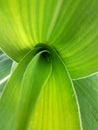 A group of corn leaves. In Sri Lanka. Badges are also good for design. Suitable for a background. Very nice. Agriculture in Asia.