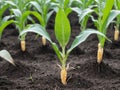 A Group Of Corn Plants Growing In A Field. Generative AI Royalty Free Stock Photo
