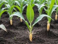 A Group Of Corn Plants Growing In A Field. Generative AI