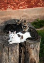 A group of cosy cats lying comfortably on an old stump Royalty Free Stock Photo