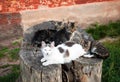 A group of cosy cats lying comfortably on an old stump Royalty Free Stock Photo