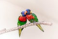 Group couple of two cute colorful little lorikeet parrots kissing. Beautiful wild tropical animals birds sitting on a tree branch