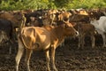 Group of cow in cowshed with beautiful sunset scene. Cows in the Royalty Free Stock Photo