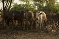 Group of cow in cowshed with beautiful sunset scene. Cows in the Royalty Free Stock Photo