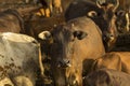 Group of cow in cowshed with beautiful sunset scene. Cows in the Royalty Free Stock Photo