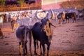 Group of cow farm agriculture,indian cow in gaushala,cows group on a farm India,agriculture industry,farming concept Royalty Free Stock Photo