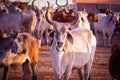 Group of cow farm agriculture,indian cow in gaushala,cows group on a farm India,agriculture industry,farming concept Royalty Free Stock Photo