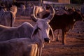 Group of cow farm agriculture,indian cow in gaushala,cows group on a farm India,agriculture industry,farming concept Royalty Free Stock Photo