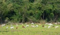 Group of cow herd is feeding grass in field with forest backgeound