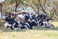 Group Cow milk on a farm eating hay in cowshed Royalty Free Stock Photo