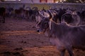 group of cow resting in a field in village in Bhachau Kutch Gujarat,group of cow farm agriculture,indian cow in gaushala Royalty Free Stock Photo