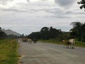 Group of cow are walking across the road and blocking the road during day time. Royalty Free Stock Photo