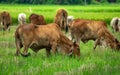 Kiss my ass, group of cow walking around the harvested rice field and eating green grass on the roadside. Royalty Free Stock Photo