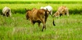 Kiss my ass, group of cow walking around the harvested rice field and eating green grass on the roadside. Royalty Free Stock Photo