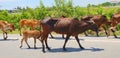 Group of cow are walking on the road. Royalty Free Stock Photo