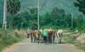 Group of cow are walking on the road Royalty Free Stock Photo