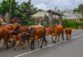 Group of cow are walking on the road Royalty Free Stock Photo