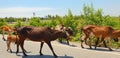 Group of cow are walking on the road. Royalty Free Stock Photo