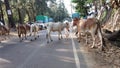 Morjim, India December 14, 2019: Group of cow are walking on the road. Cows walking on the road Royalty Free Stock Photo