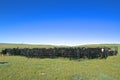 Cowboys rounding up beef cattle Royalty Free Stock Photo